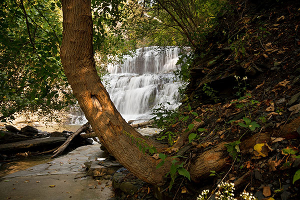 Cascadilla Gorge waterfall with a curved tree trunk in the foreground