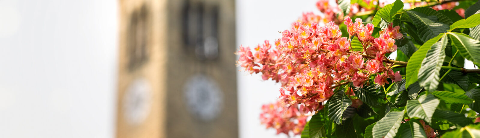 Coral flowers with the McGraw Tower in the background.