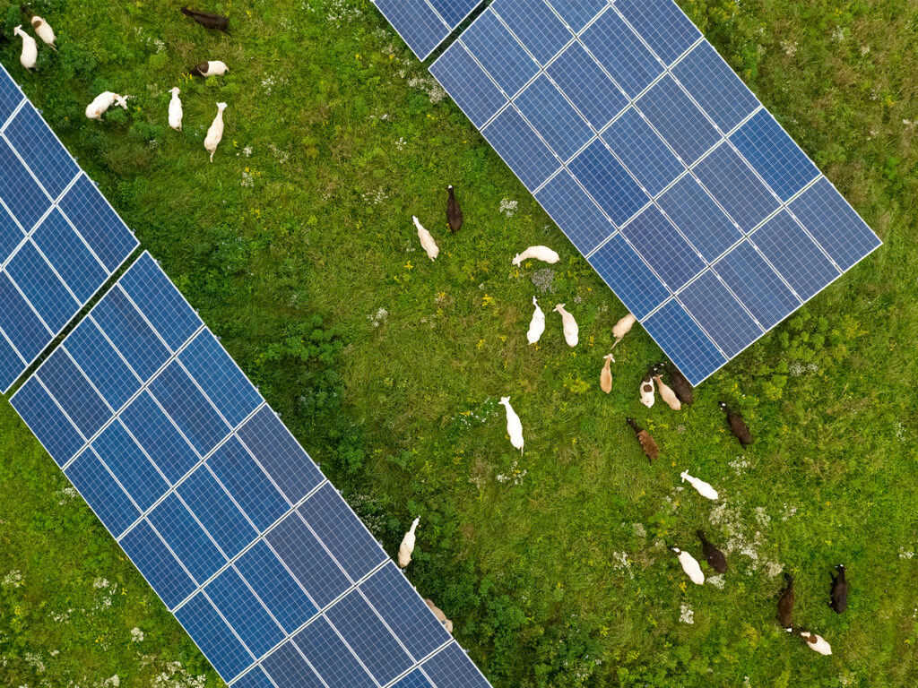 Aerial view of goats among solar panels.